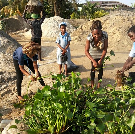 Women hervesting Fresh Water Hyacinth in a riverine community.