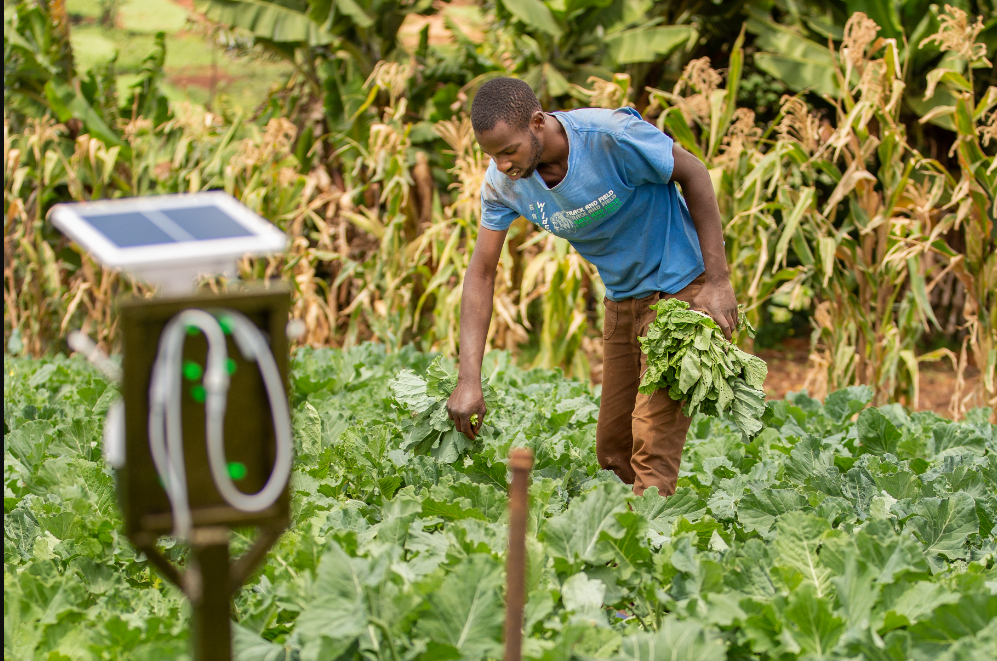 Early Crop Pest and Disease Detection Device